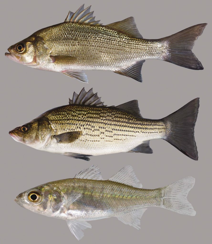 Lateral view of white bass