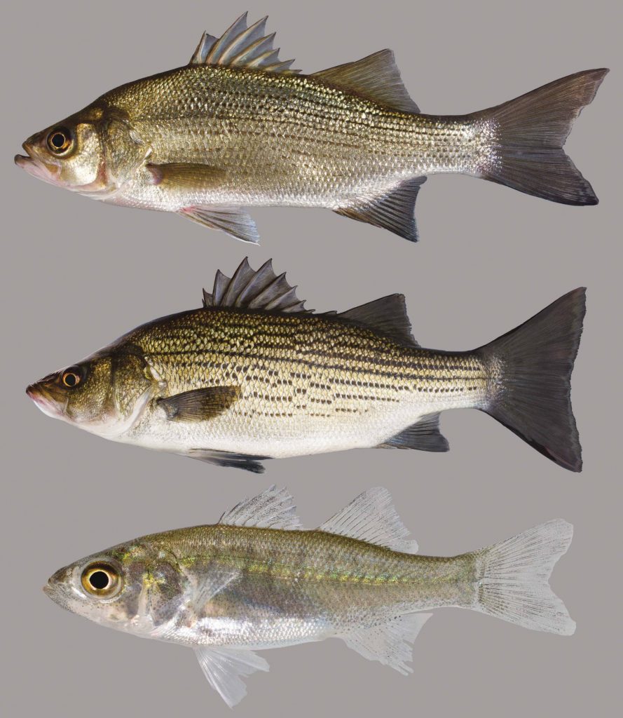 White Bass Discover Fishes