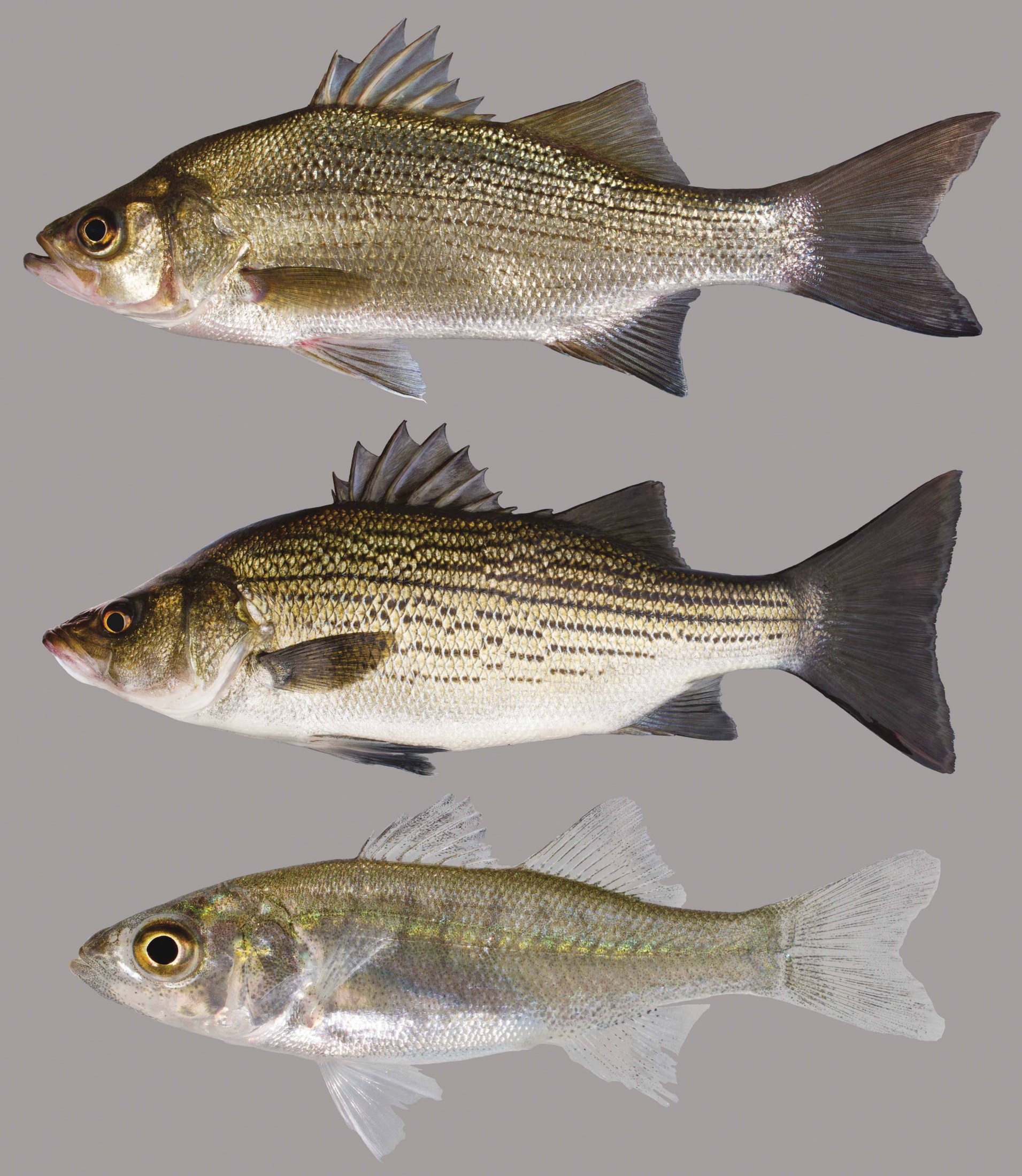 White Bass – Discover Fishes