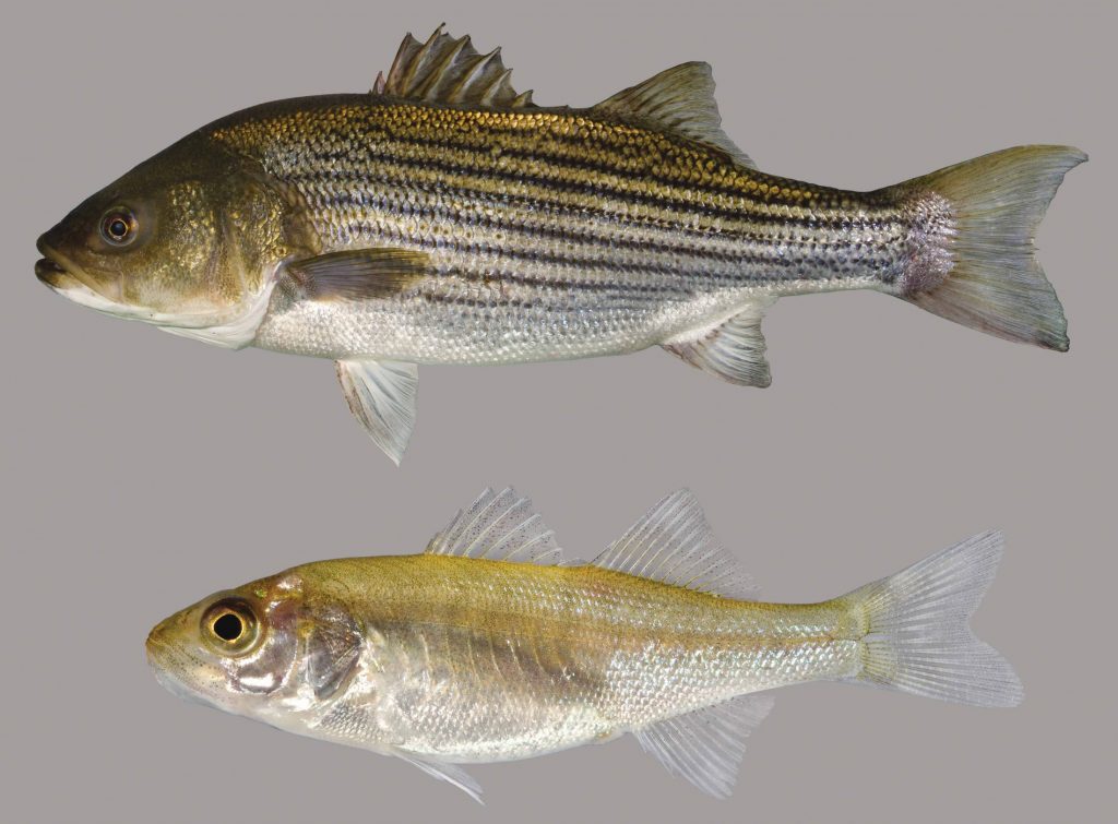 Lateral view of striped bass