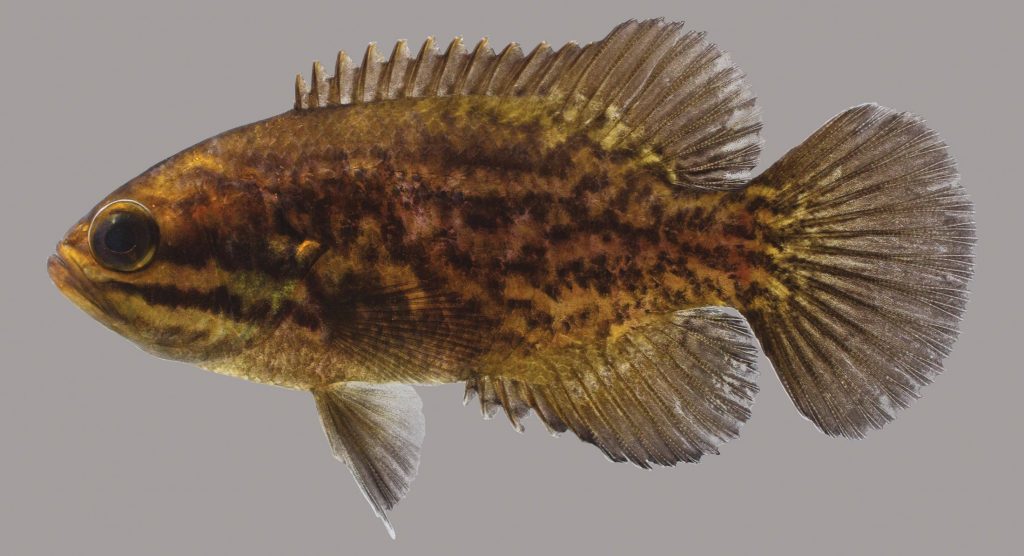 Lateral view of a mud sunfish