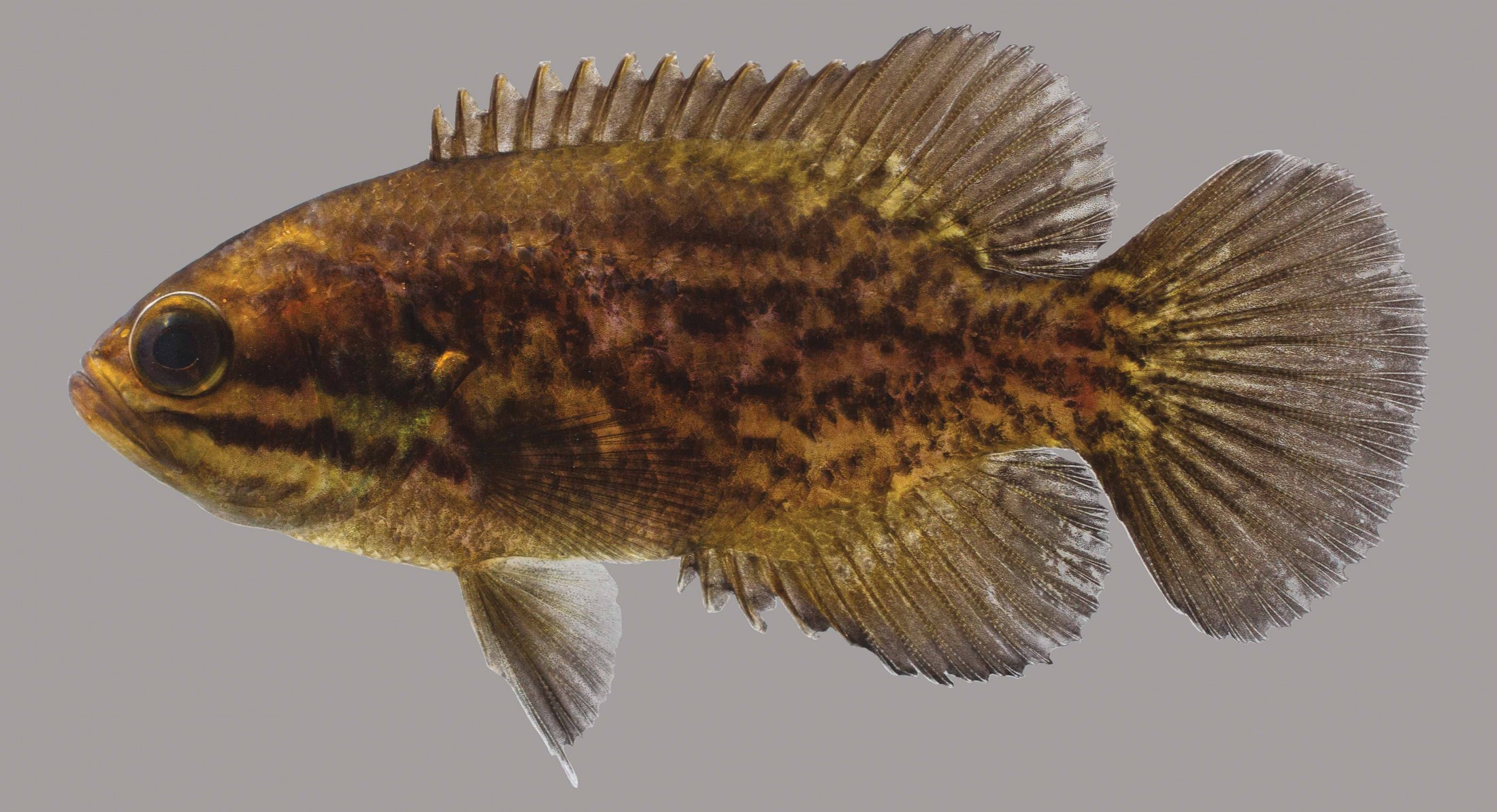 Lateral view of a mud sunfish