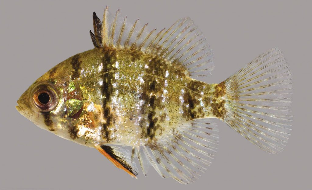 Lateral view of a blackbanded sunfish