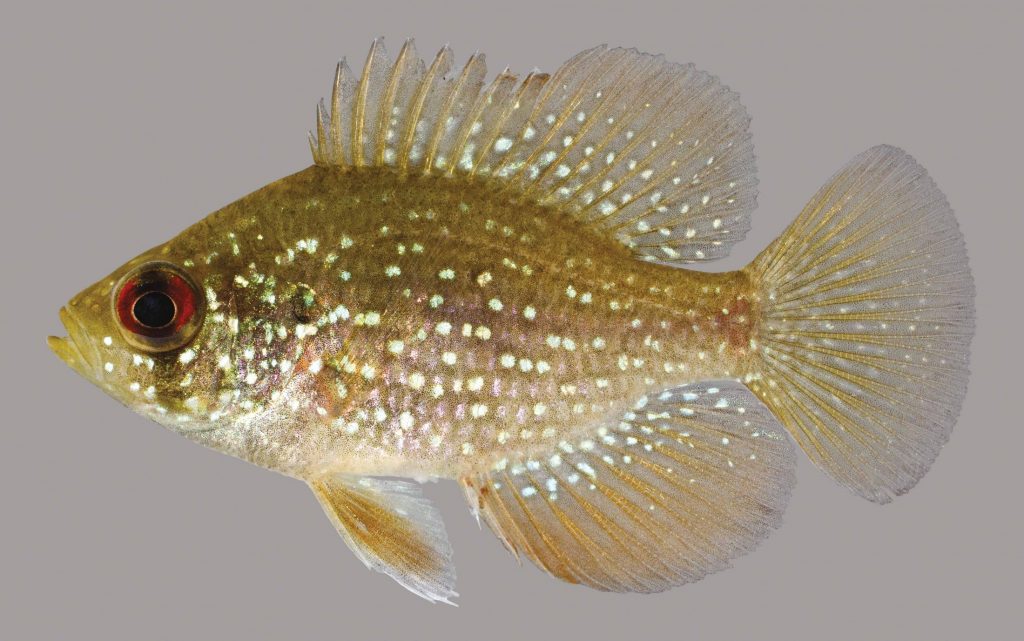 Lateral view of a bluespotted sunfish