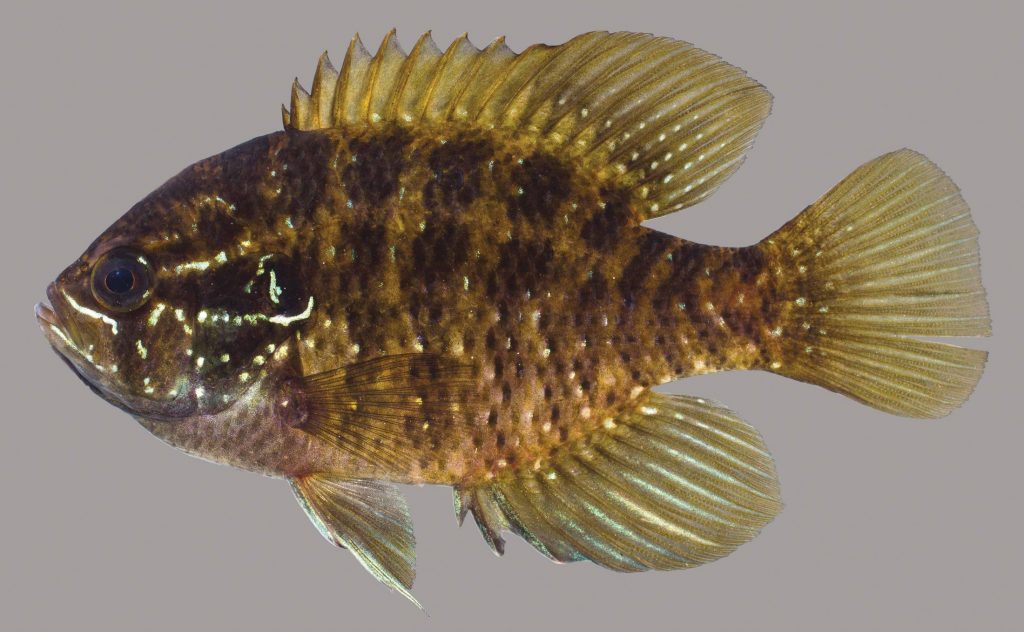 Lateral view of a banded sunfish