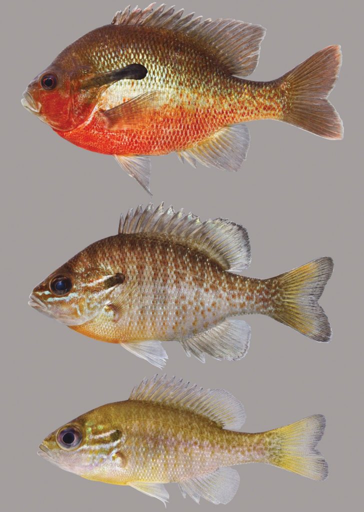 Lateral view of redbreast sunfish