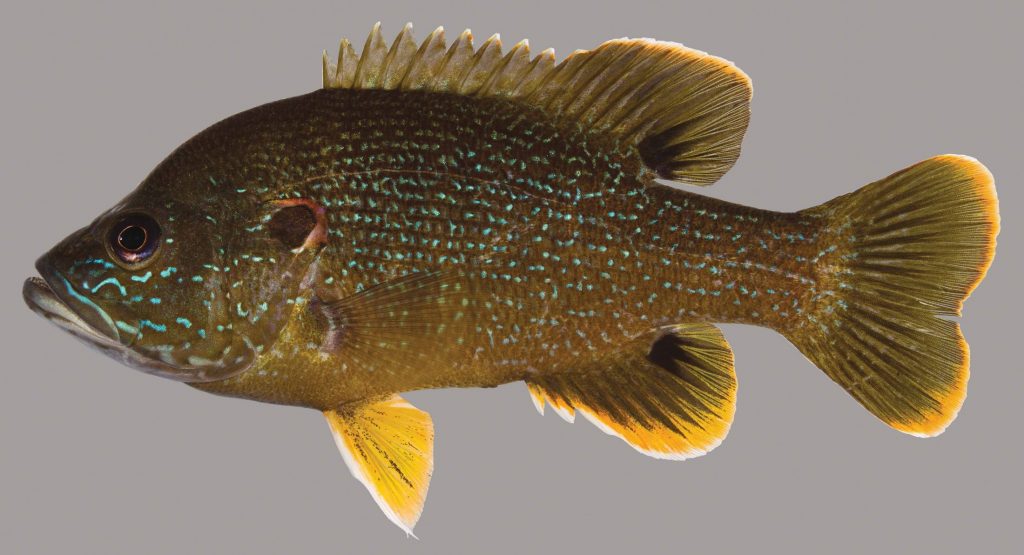 Lateral view of a green sunfish