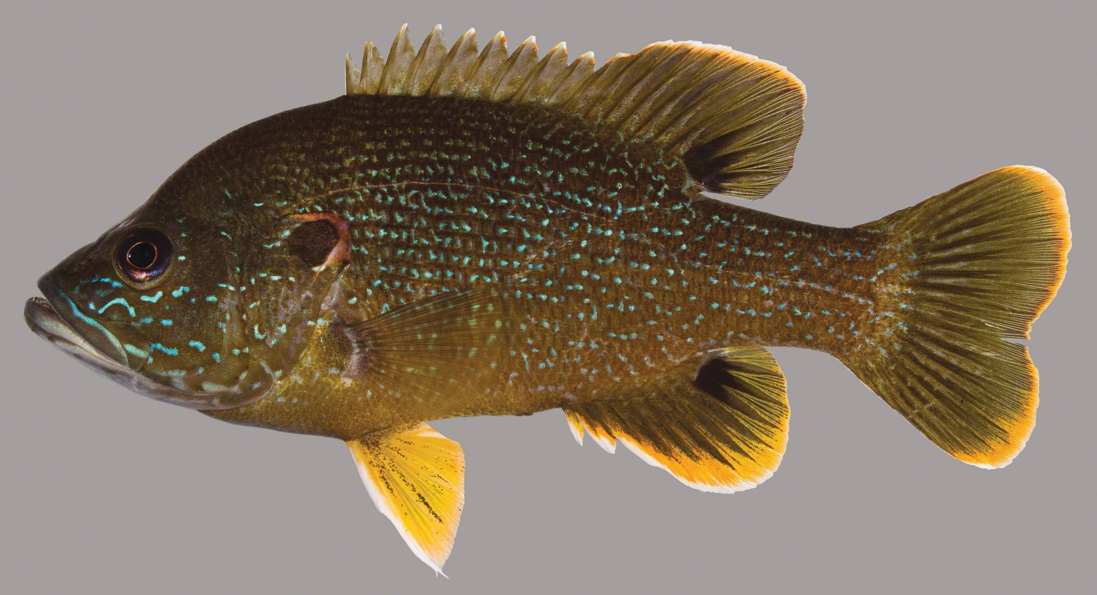 Green Sunfish – Discover Fishes