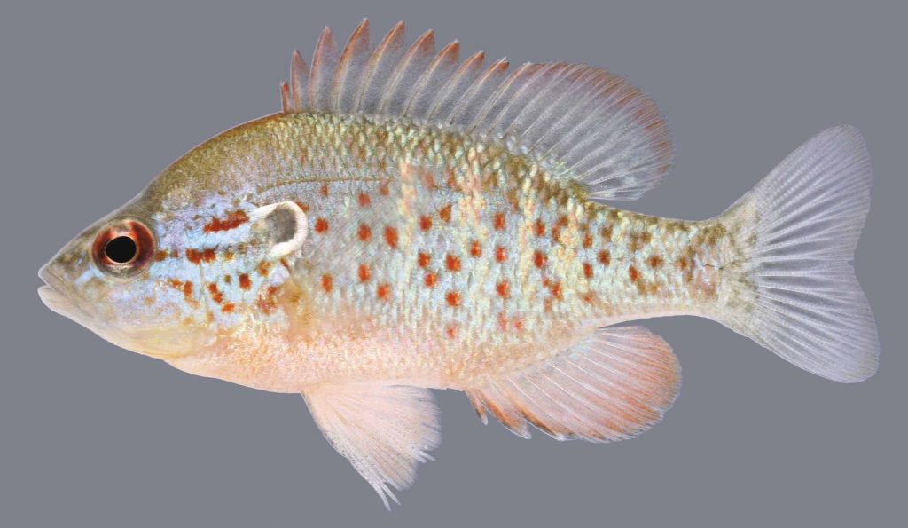 Lateral view of an orangespotted sunfish