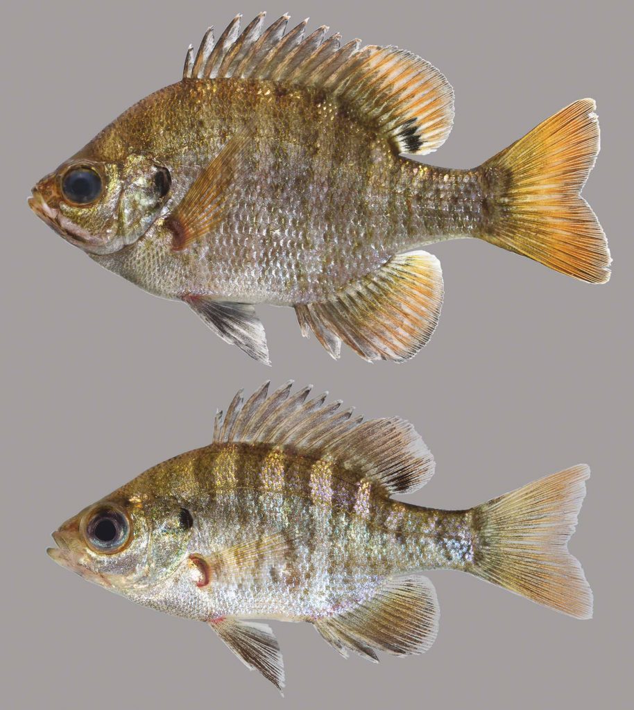 Lateral view of two bluegills