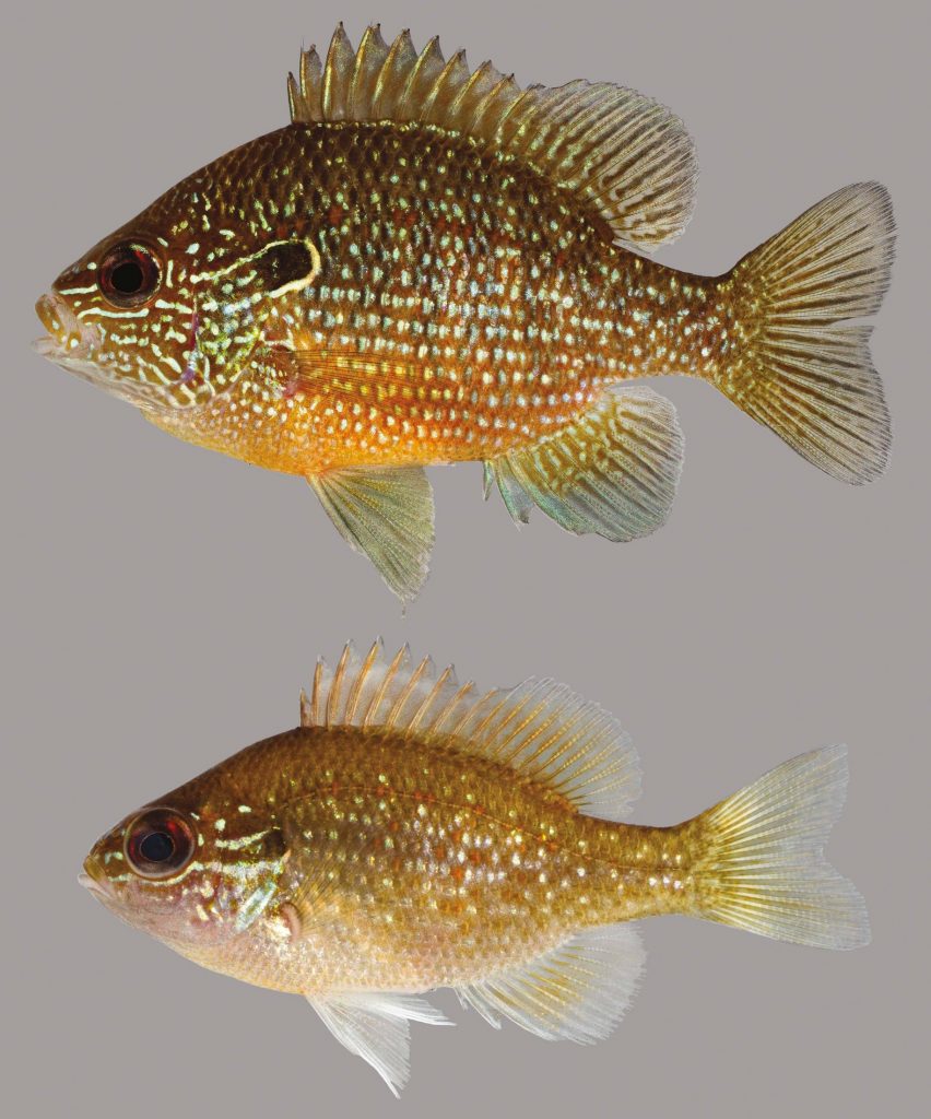 Lateral view of two dollar sunfish