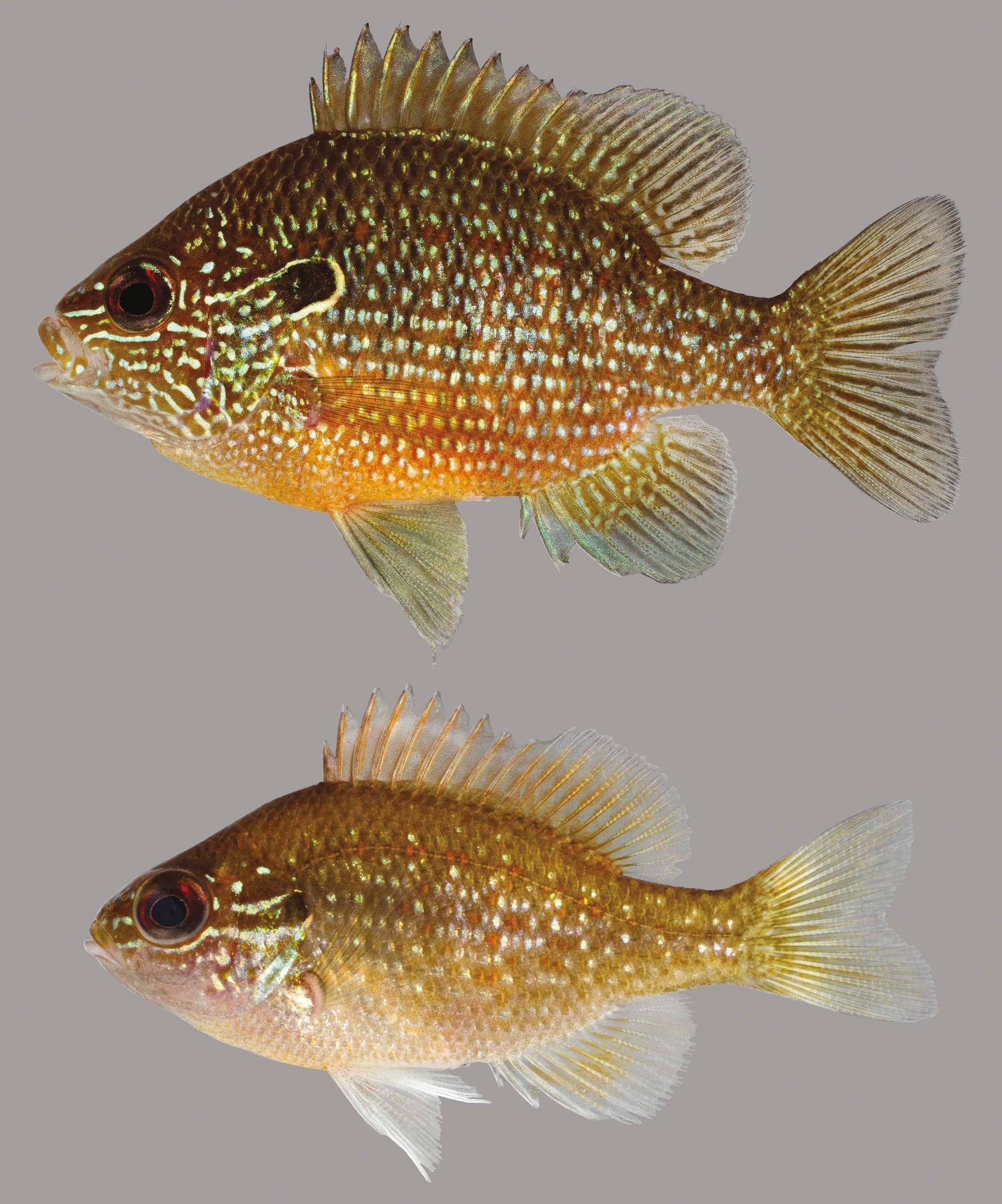 Dollar Sunfish – Discover Fishes