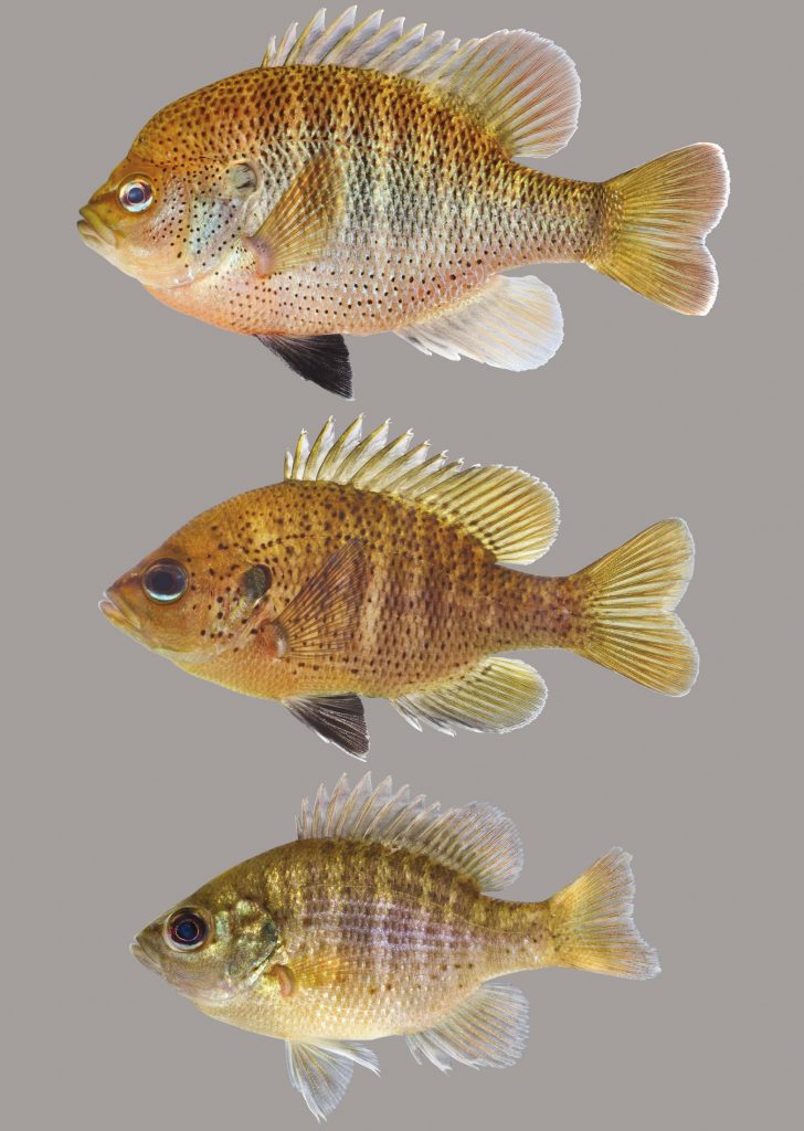 Lateral view of three spotted sunfish