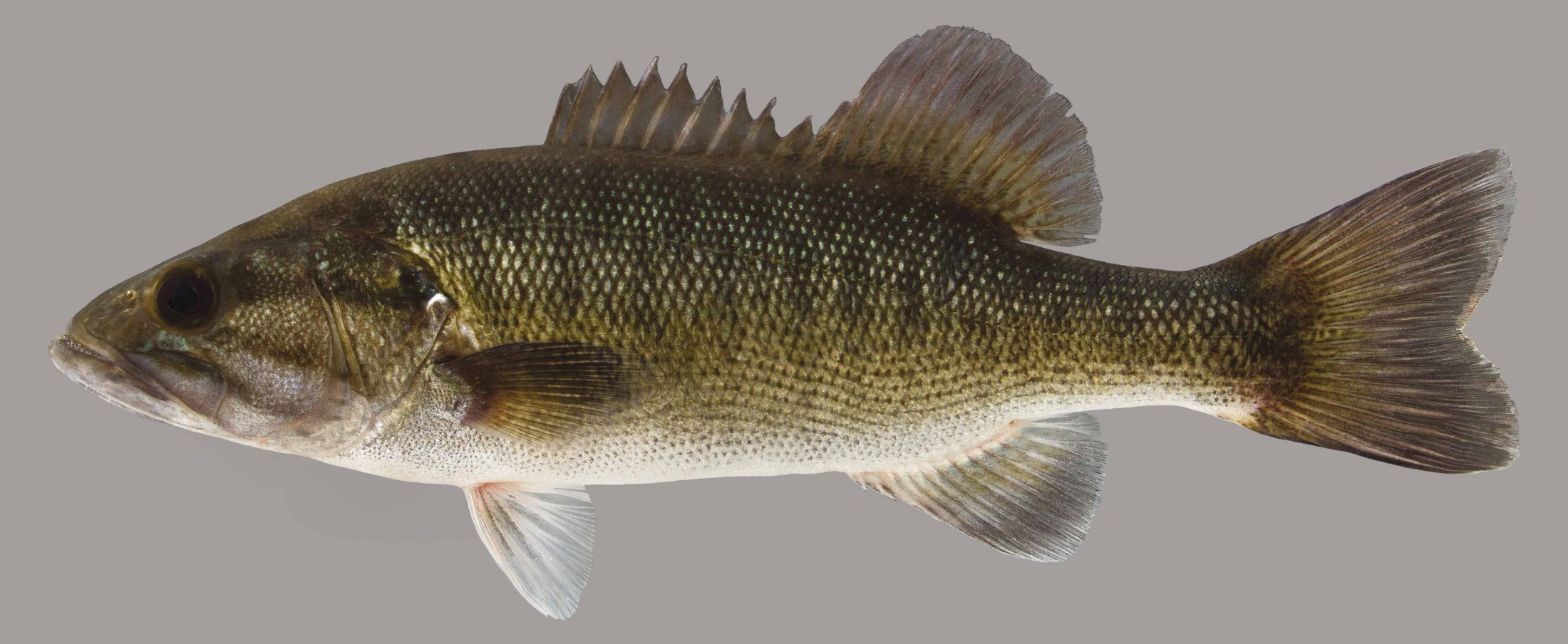 Lateral view of a shoal bass
