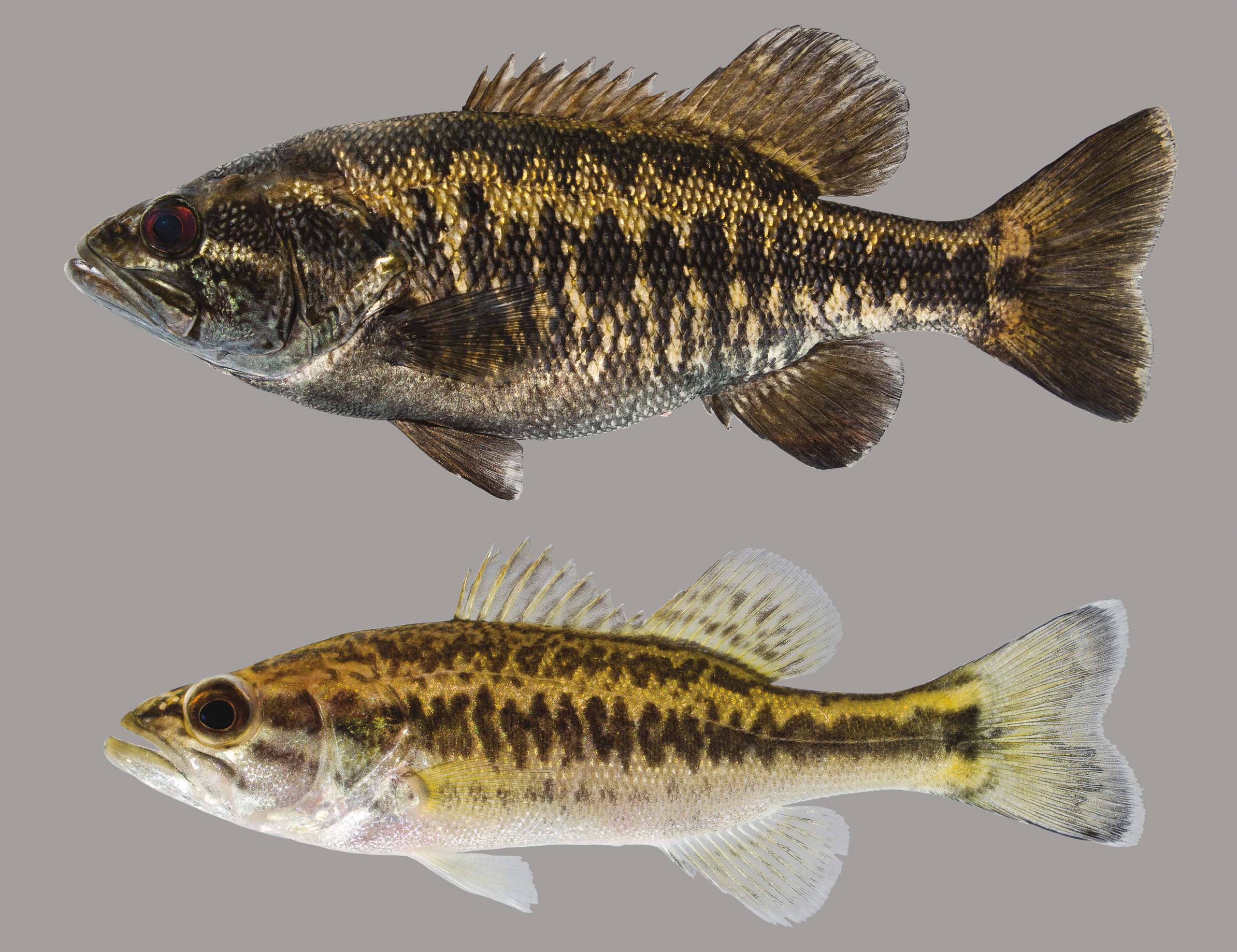 Lateral view of Suwannee bass