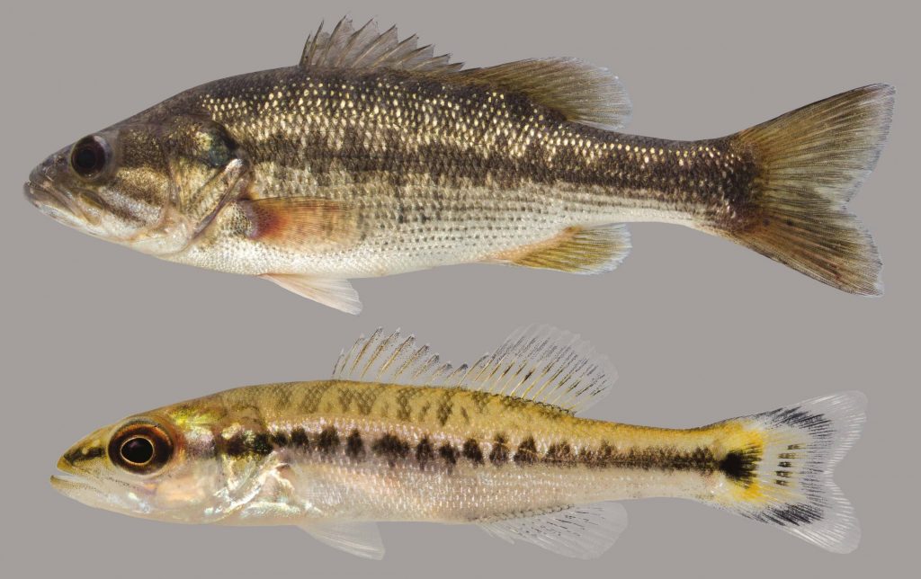 Lateral view of two spotted bass