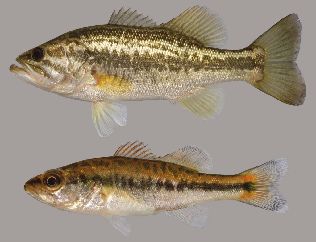 Lateral view of two largemouth bass