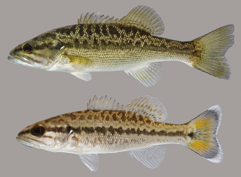 Lateral view of two Choctaw bass