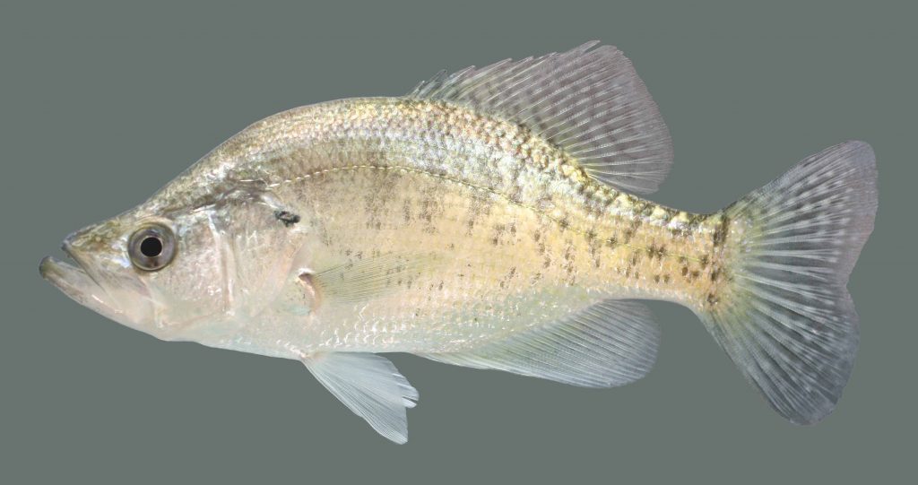 Lateral view of a white crappie