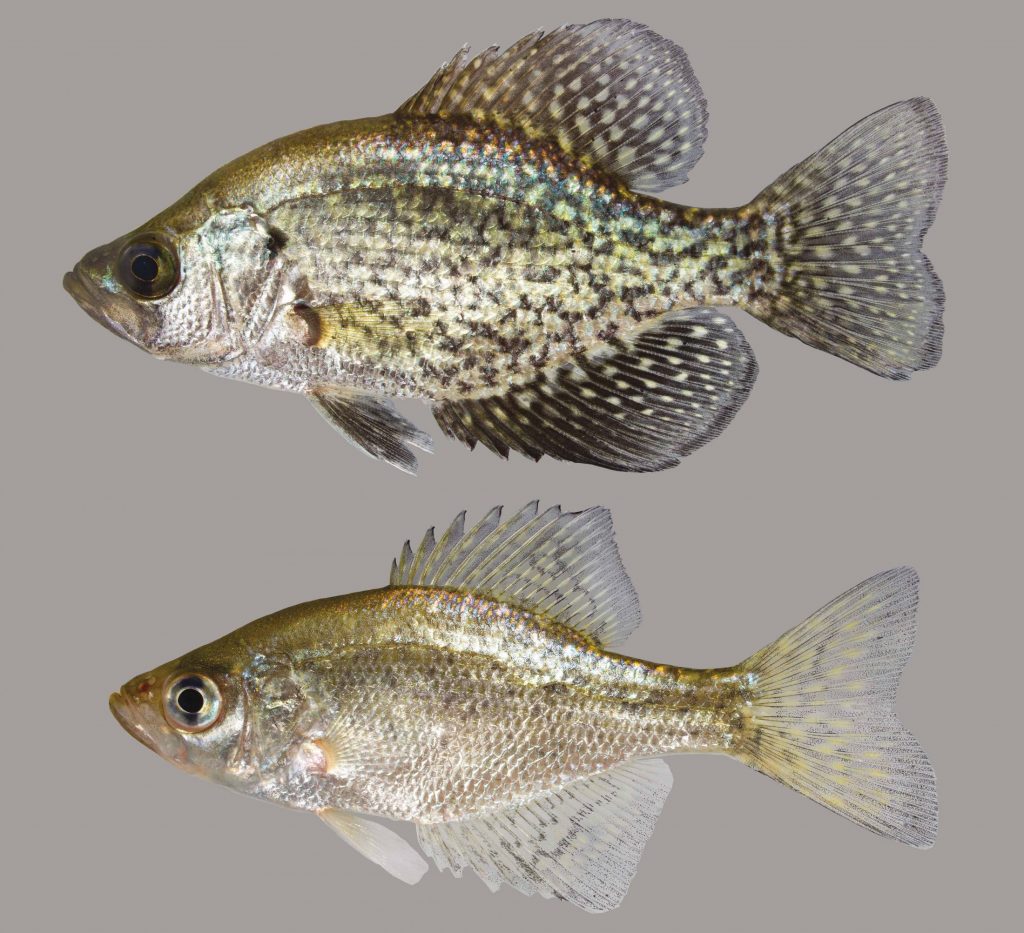 Lateral view of two black crappie