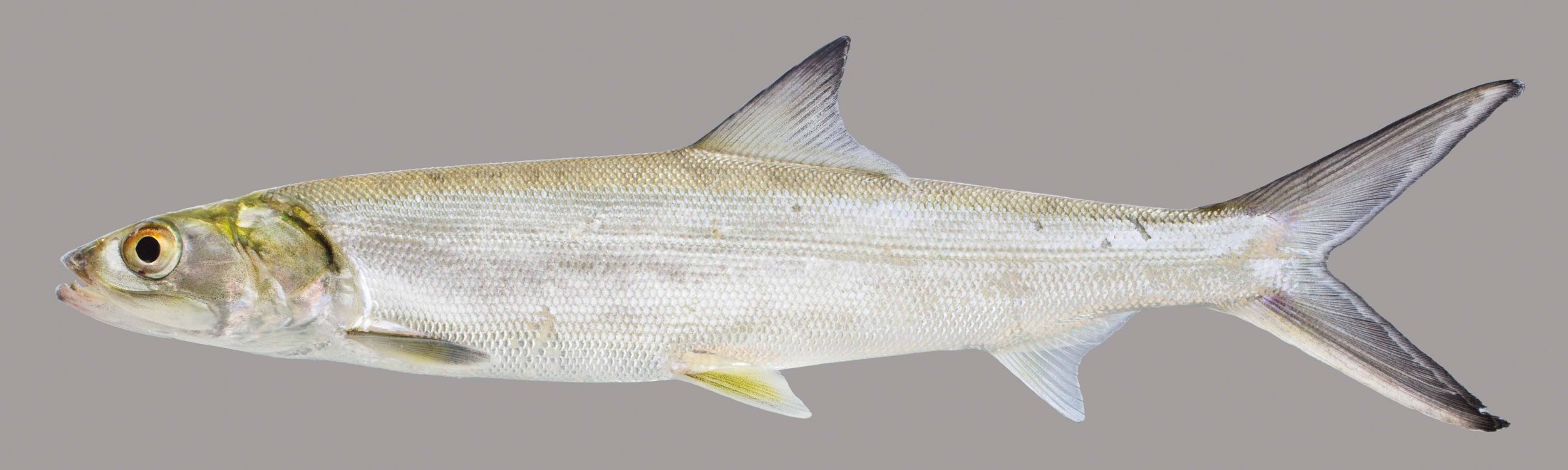 Lateral view of a ladyfish