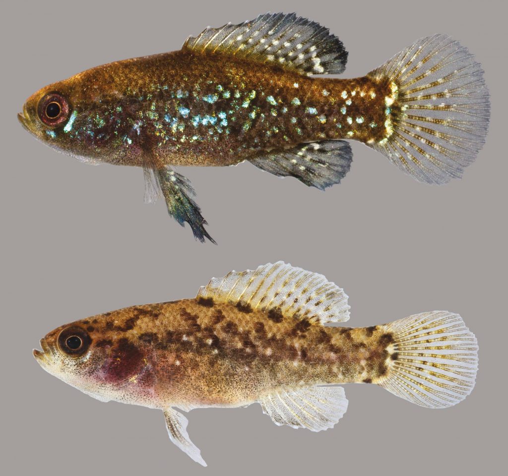 Lateral view of two pygmy sunfish
