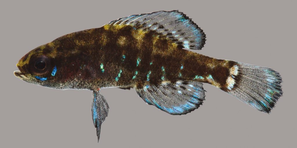 Lateral view of pygmy sunfish