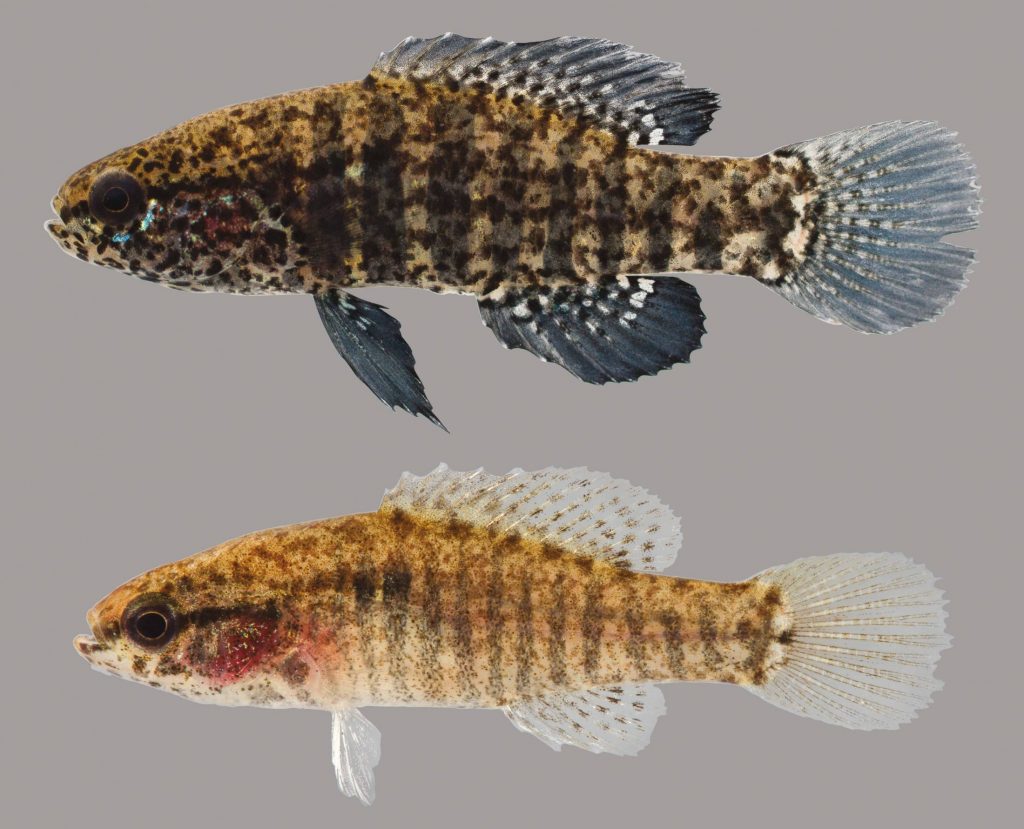 Lateral view of banded pygmy sunfish