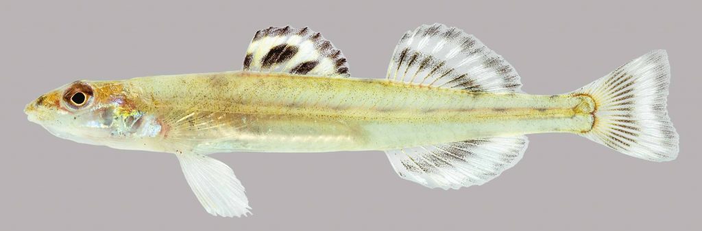 Lateral view of a Florida sand darter