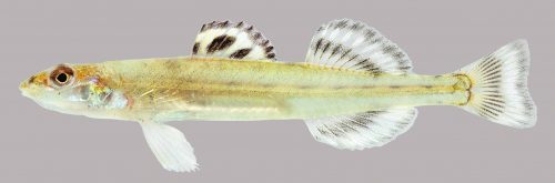 Nerve Uafhængig stykke Florida Sand Darter – Discover Fishes