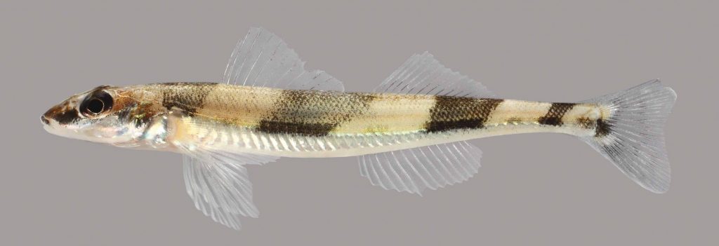 Lateral view of a crystal darter