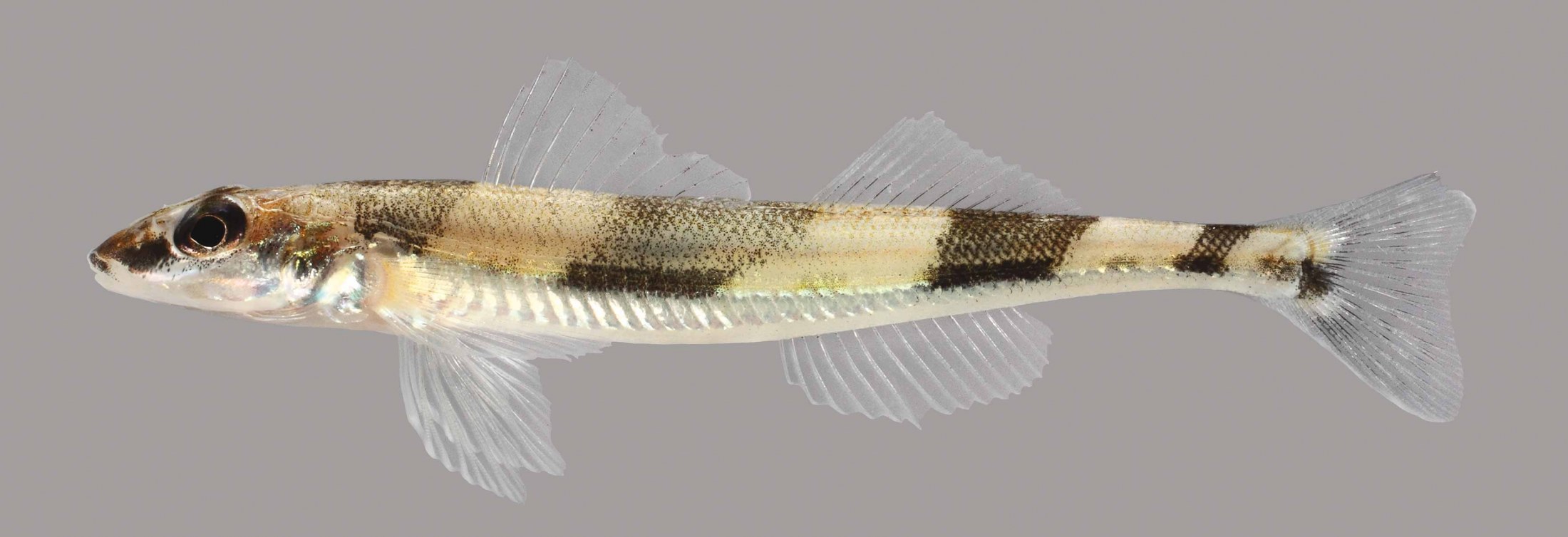 sum Tilintetgøre Peep Crystal Darter – Discover Fishes