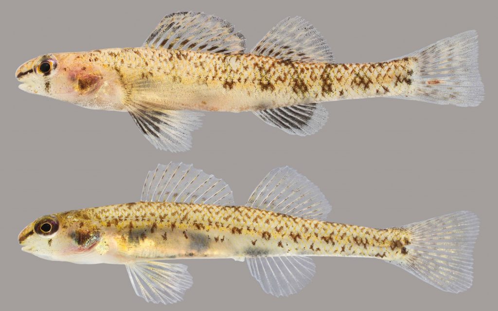 Lateral view of a Choctawhatchee darter