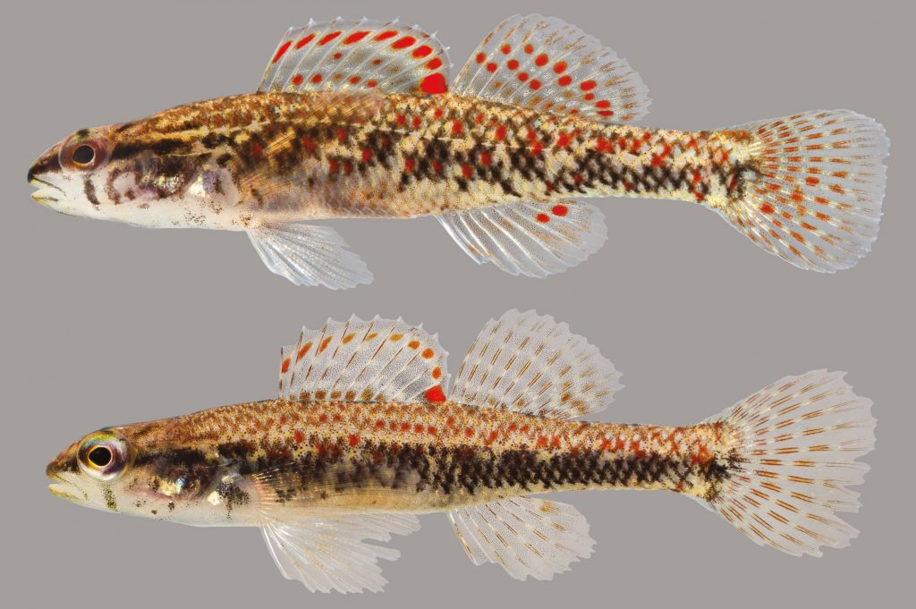 Lateral view of two brown darters