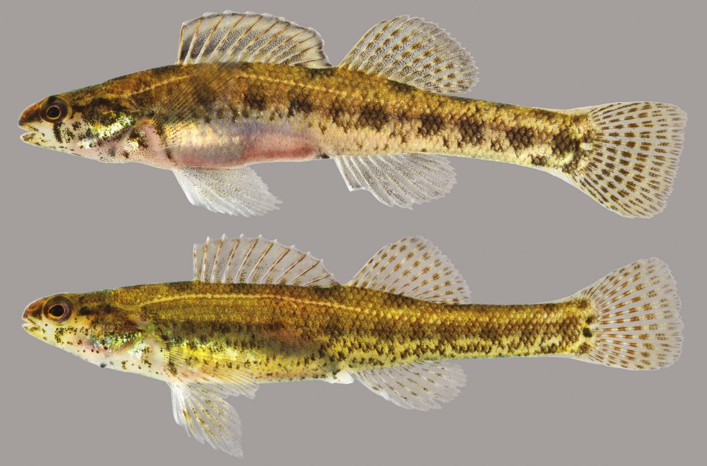 Lateral view of two swamp darters