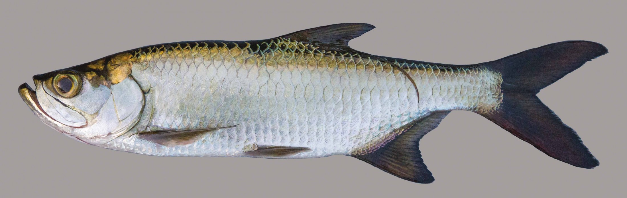 Lateral view of a tarpon
