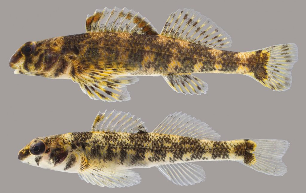 Lateral view of two darters