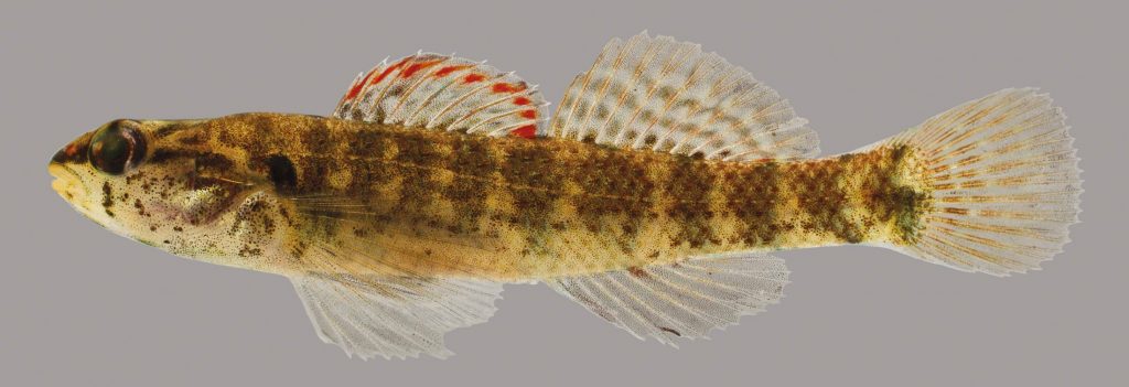 Lateral view of a darter