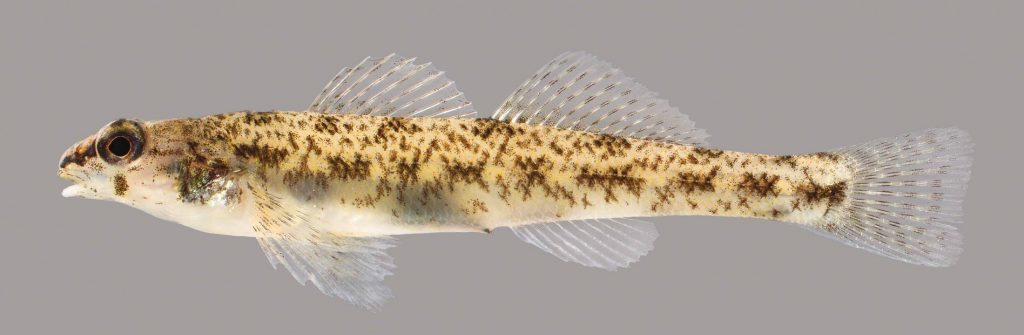 Lateral view of a tessellated darter