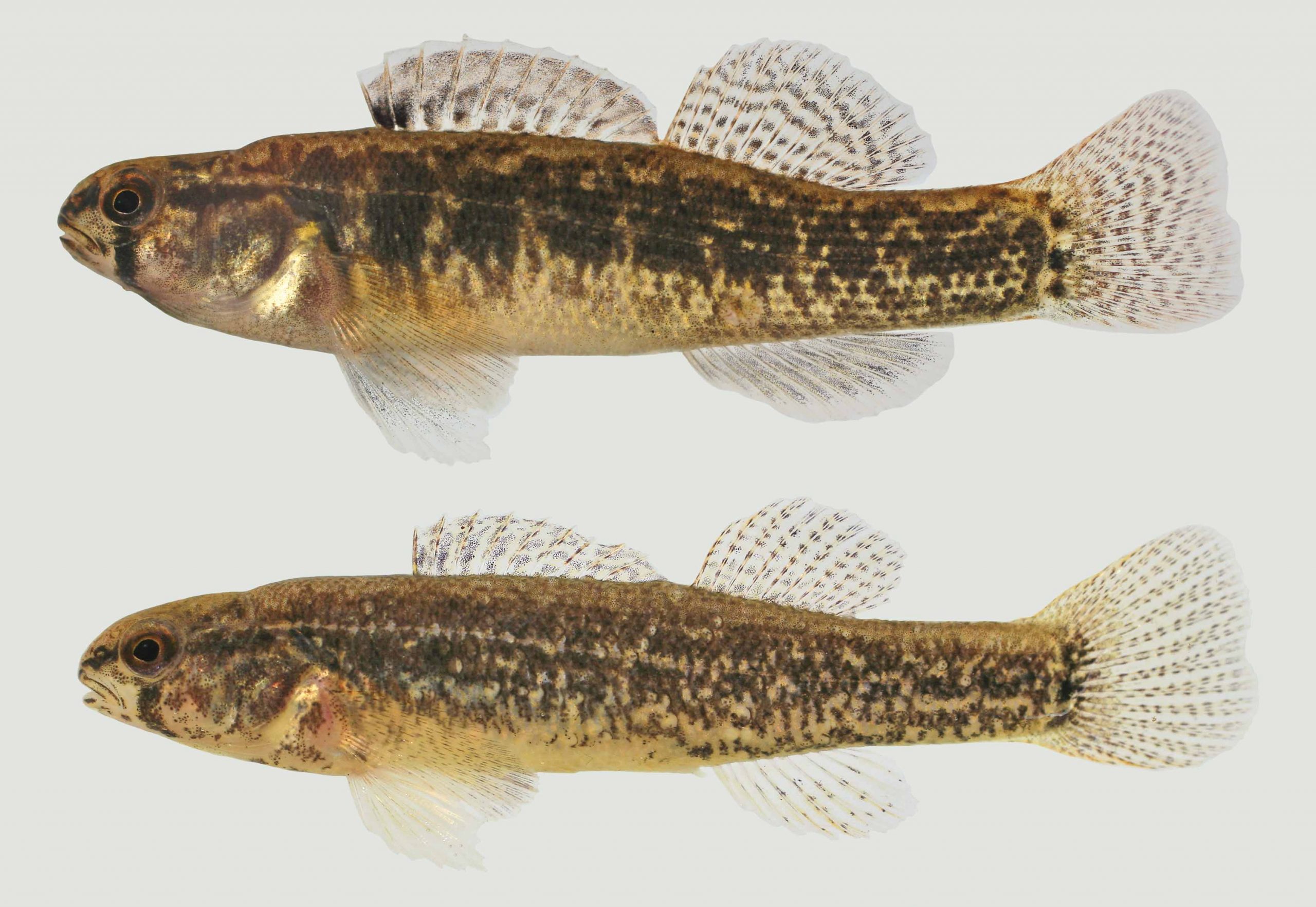 Lateral view of goldstripe darters