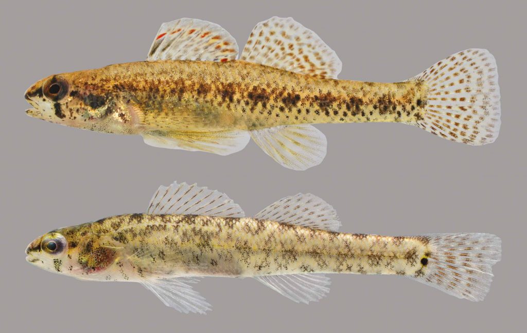 Lateral view of two cypress darters