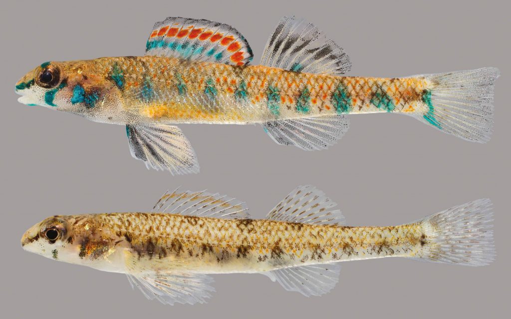 Lateral view of two speckled darters