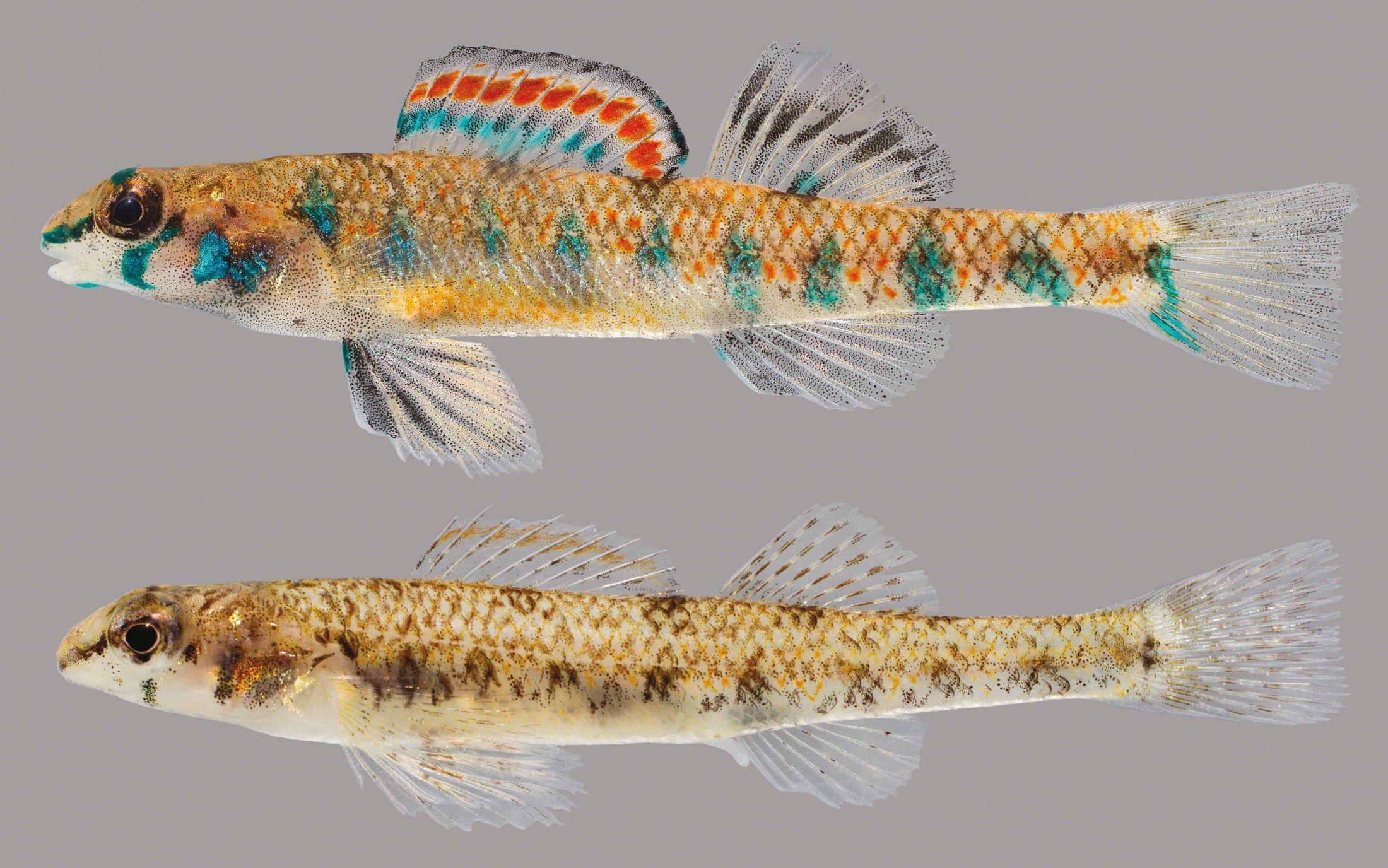 Lateral view of a speckled darter
