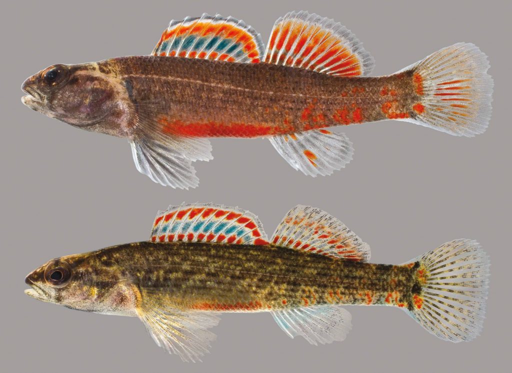 Lateral view of two Gulf darters