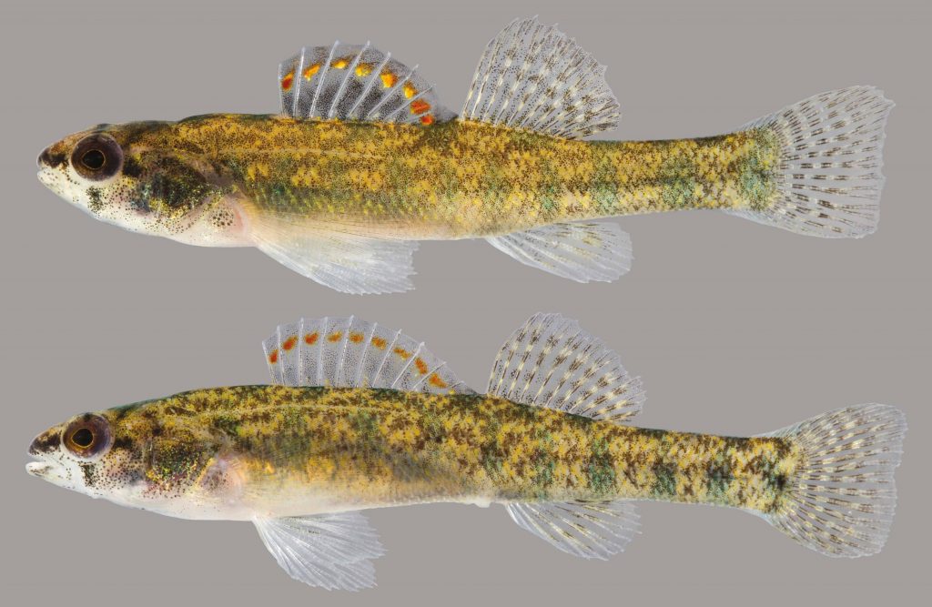 Lateral view of two backwater darters