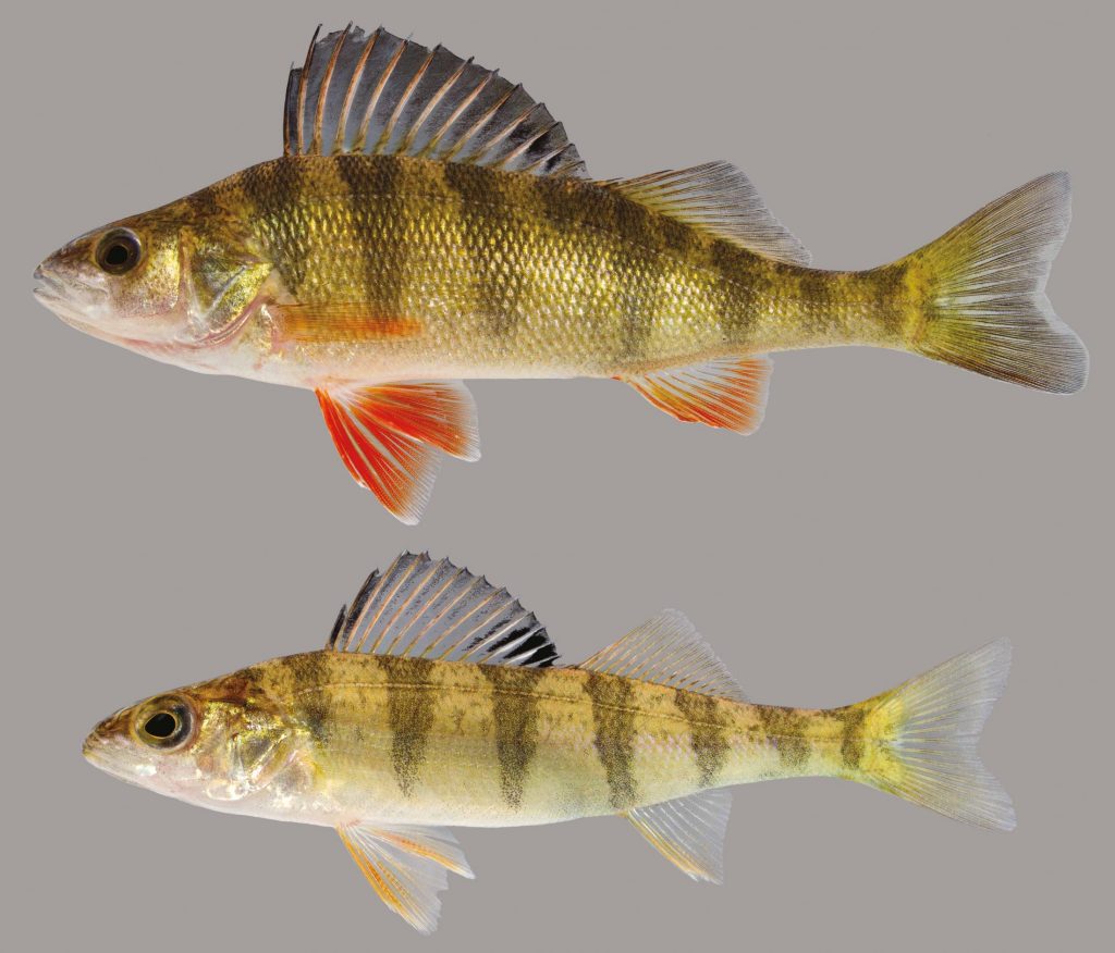 Lateral view of two yellow perch