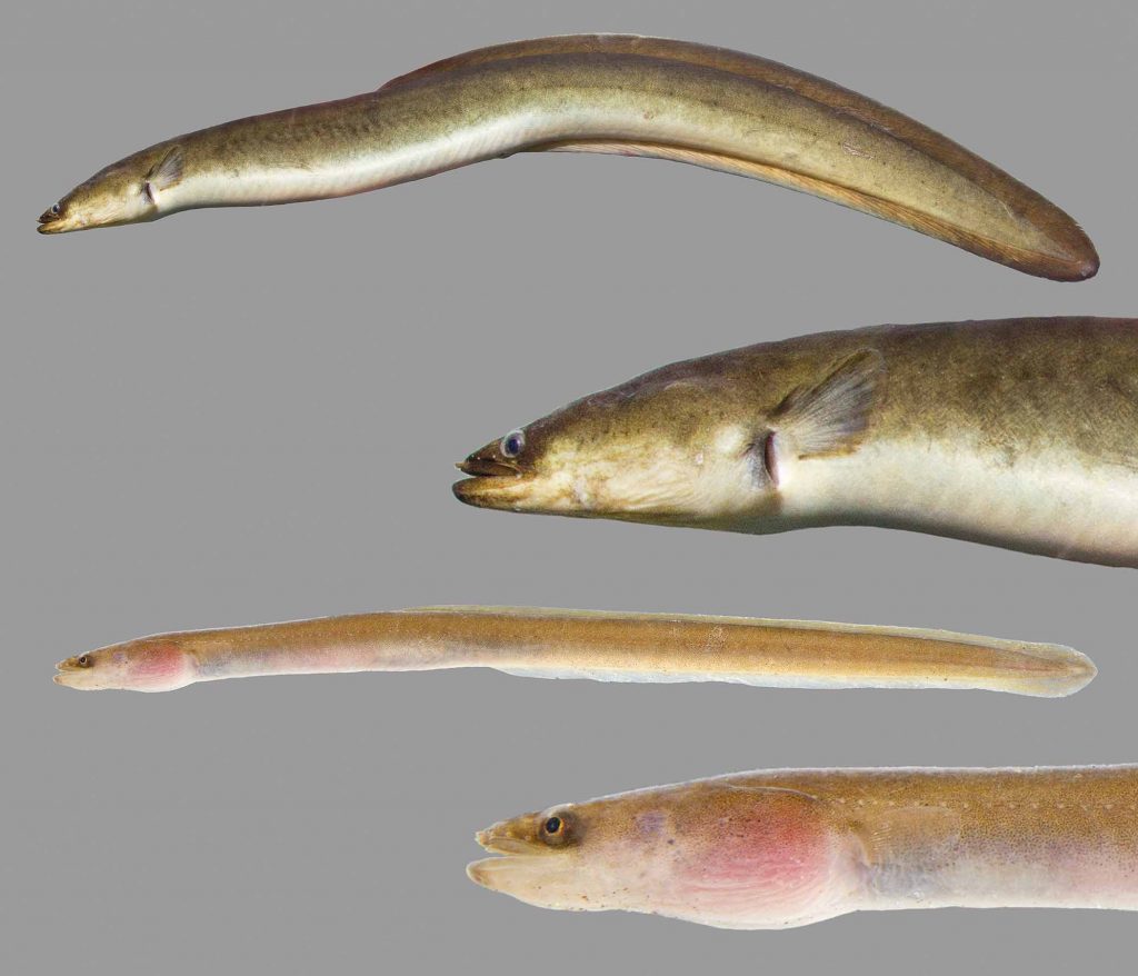 A juvenile and adult American eel