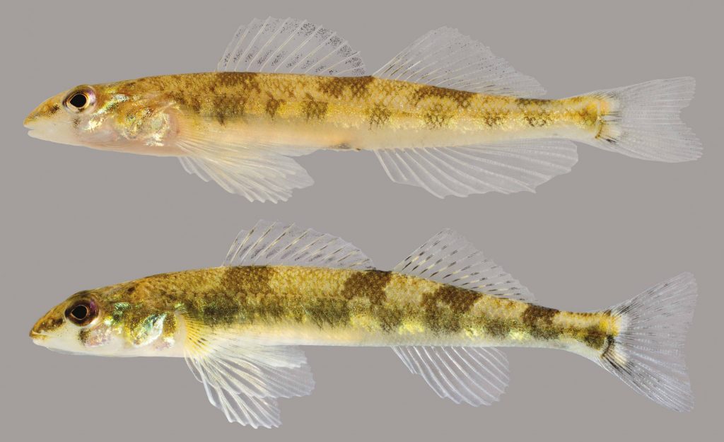 Lateral view of saddleback darters