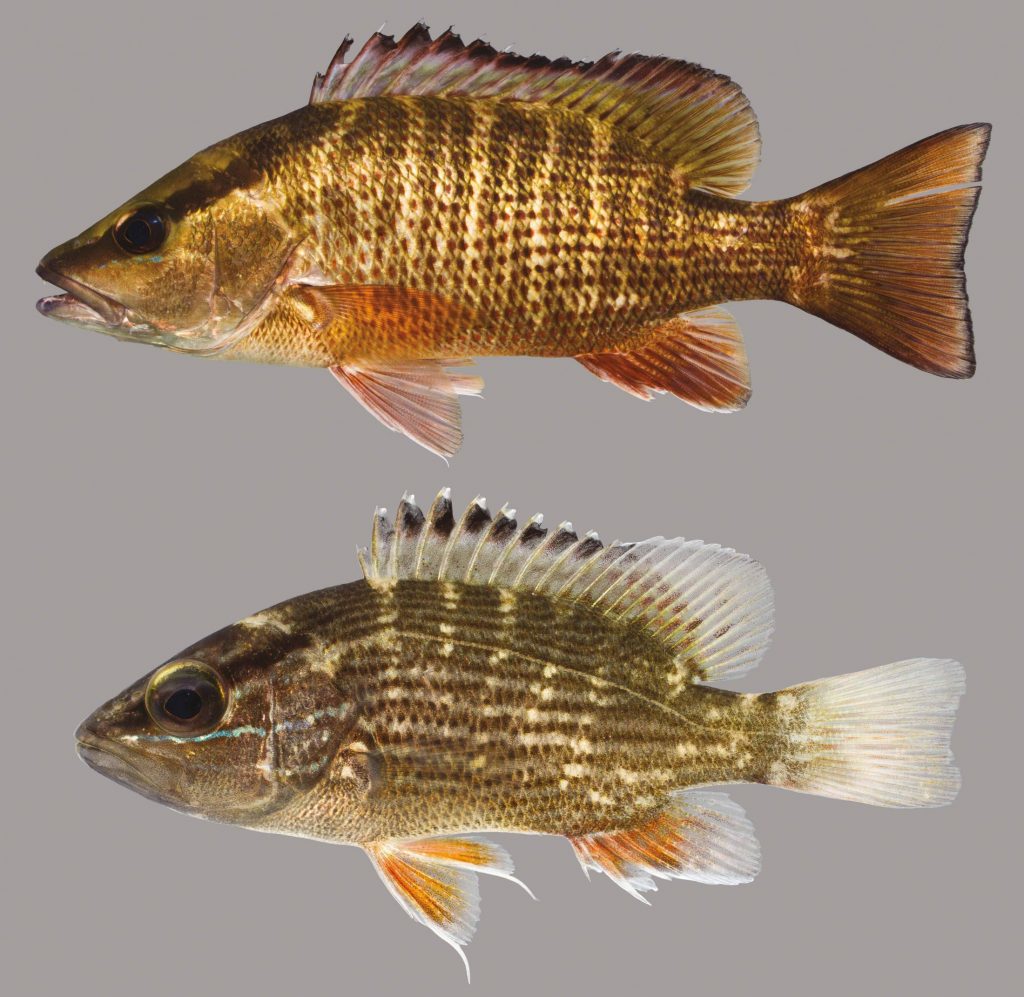 Lateral view of two gray snapper