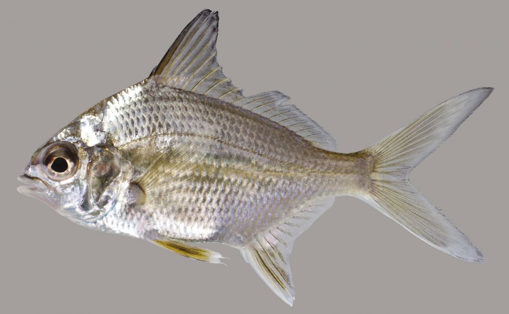 Lateral view of an Irish pompano